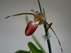 Paphiopedilum Lady Isabel (Orchid Inn)